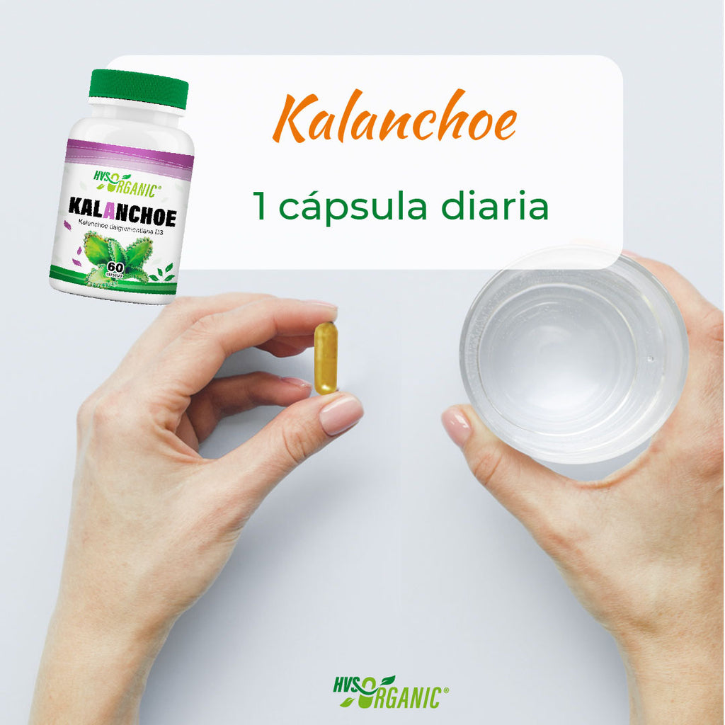 kalanchoe 60 capsulas