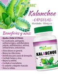 kalanchoe 60 capsulas
